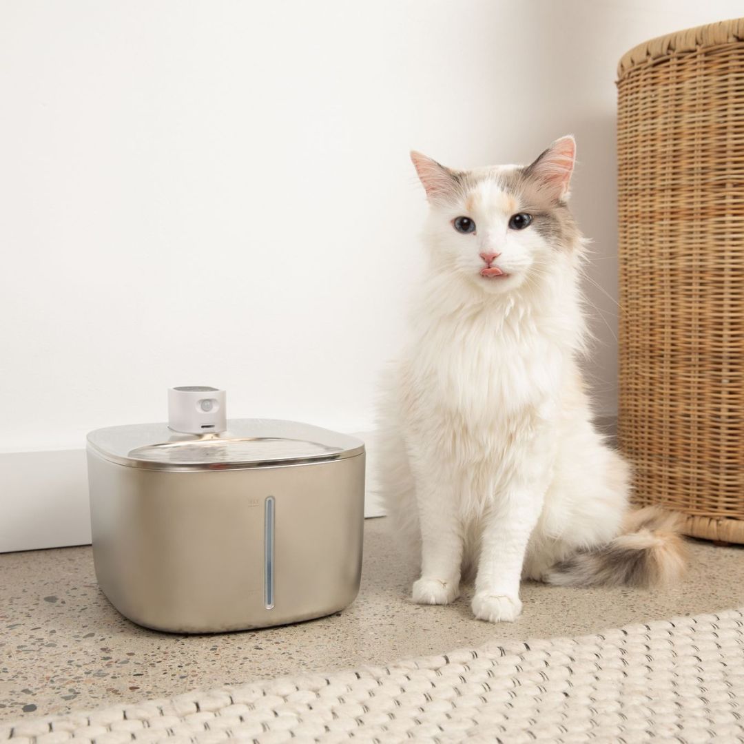 KittySpout Wireless Fountain